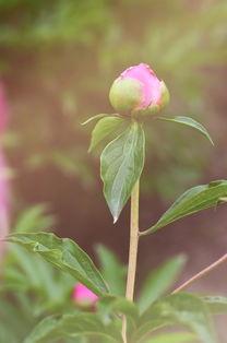 沾花惹草在线观看,一场浪漫纠葛的在线情感之旅