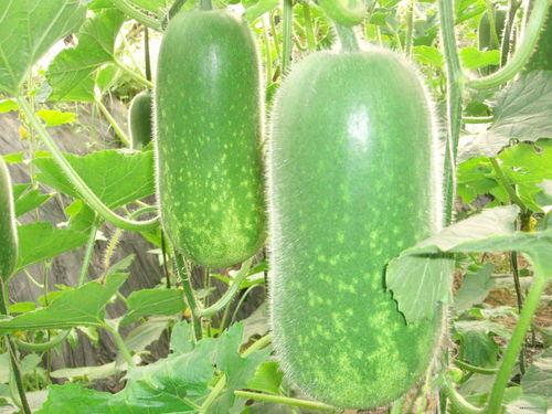 网红刘二萌吃瓜图片大全,揭秘网红日常趣味瞬间